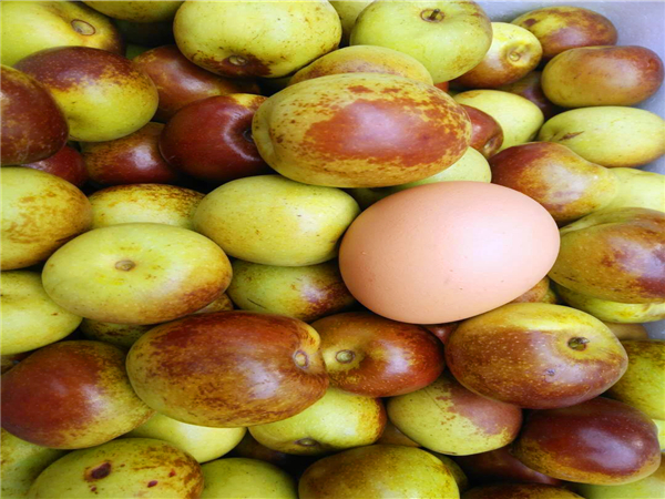 冬棗2號(hào)棗樹(shù)苗
