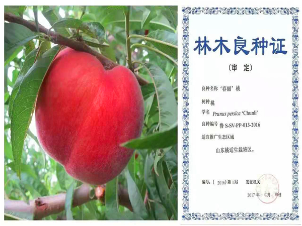 春麗桃樹(shù)苗