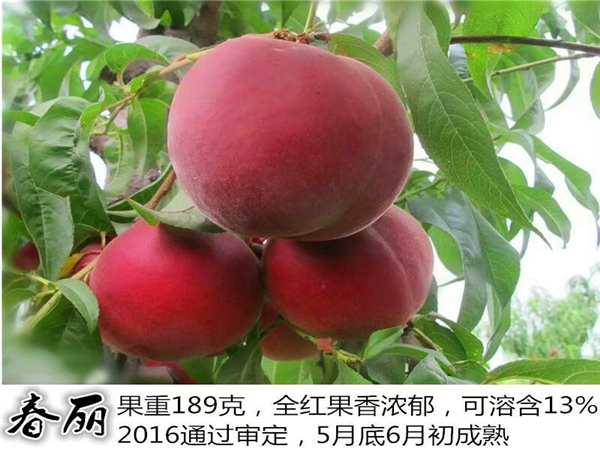 桃樹(shù)苗基地
