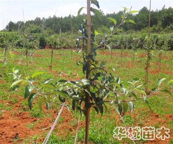 新栽蘋(píng)果樹(shù)苗如何提高成活率