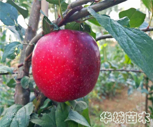 魯麗蘋(píng)果樹(shù)苗什么時(shí)間栽培